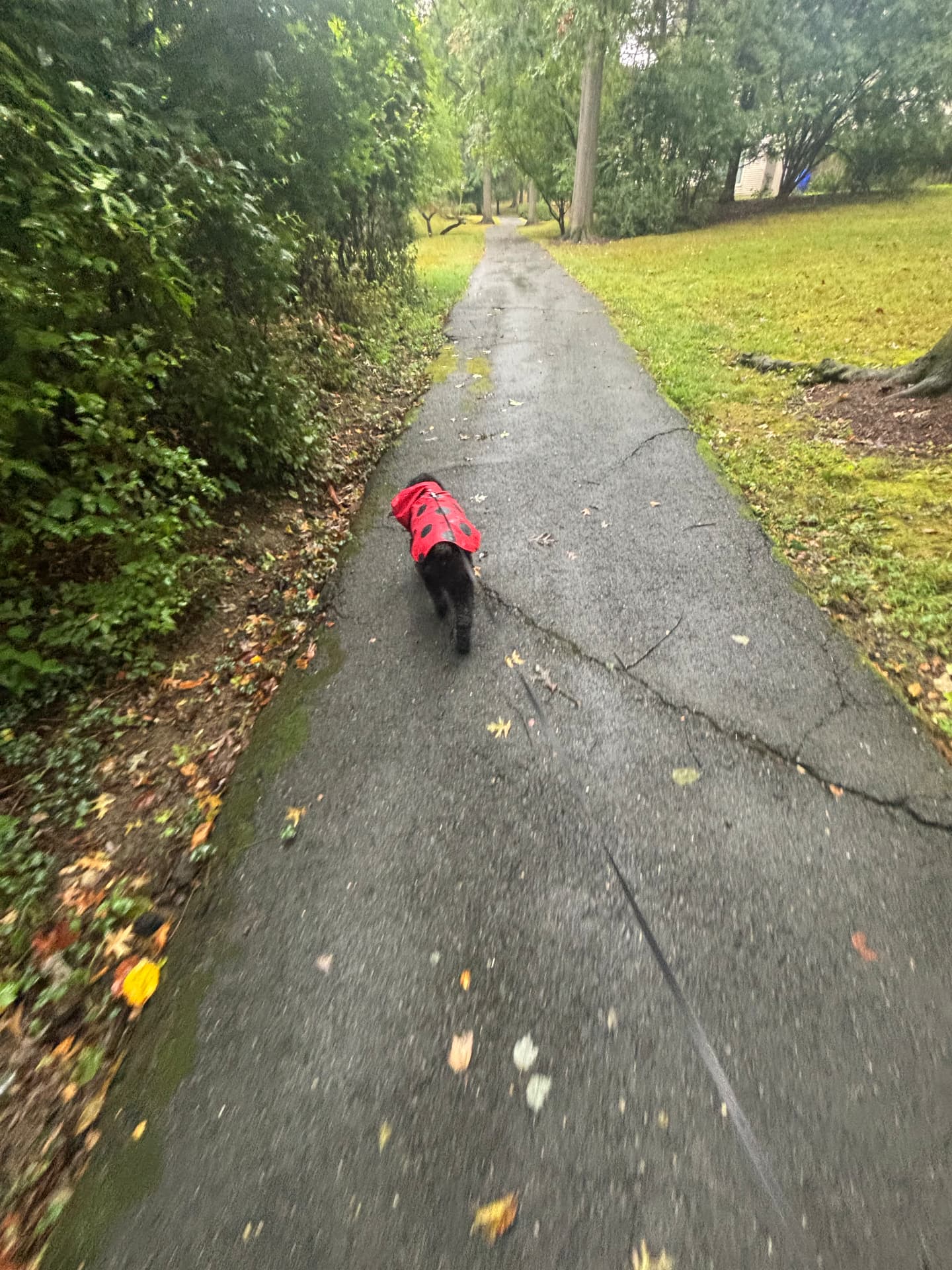 Black doodle in a red ladybug raincoat walking a wooded path in the rain