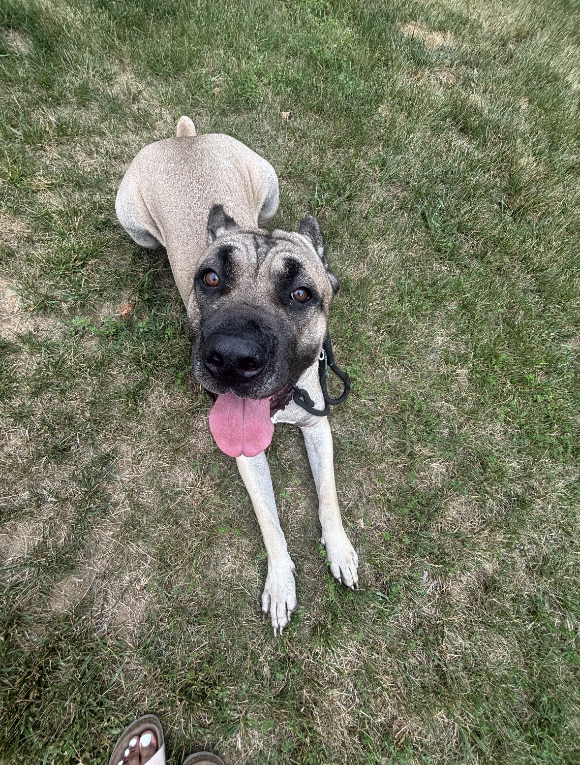 Shar pei mix lying in the yard with tongue out