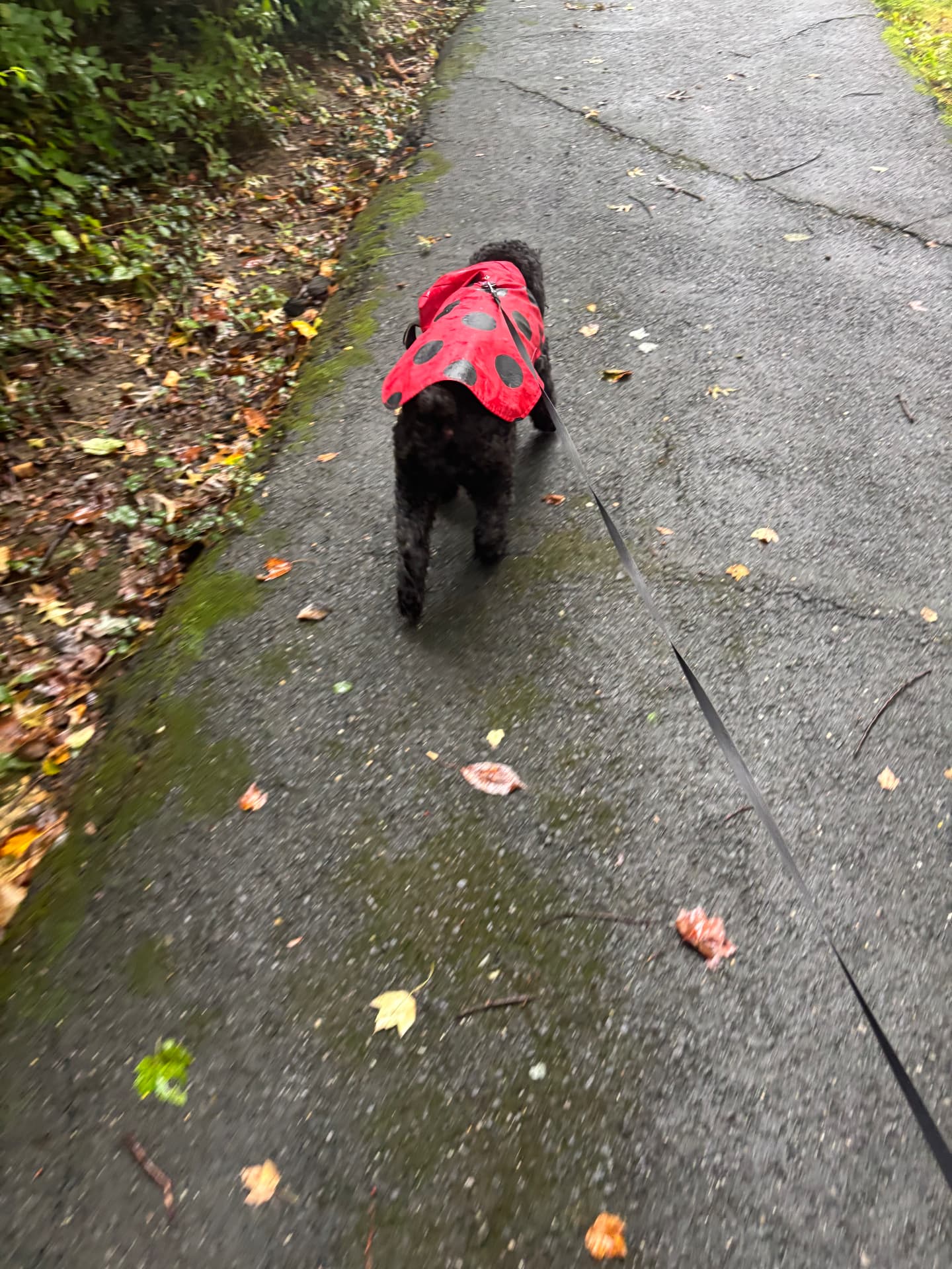 Black doodle on leash in a rain jacket during a rainy-day walk